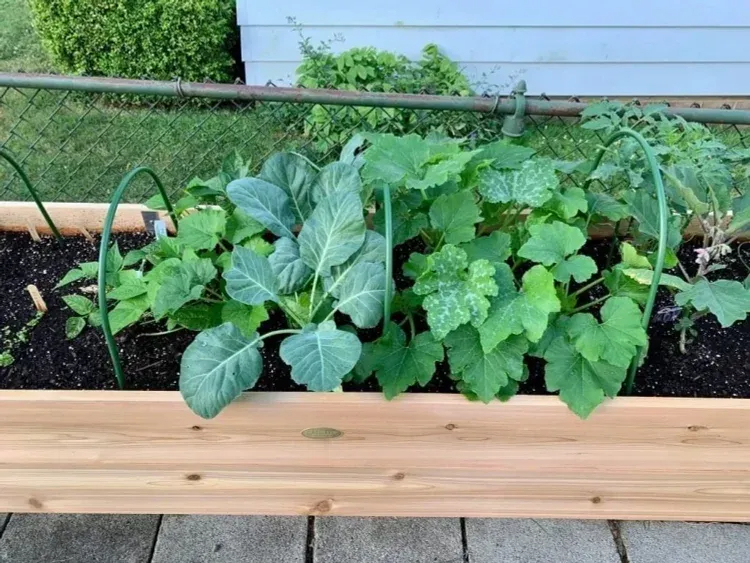 🌷2025B Clearance Sale 🔥8' X 2' x 4' Self-Watering Eco-Stained Elevated Planter Box+ Arch Trellis