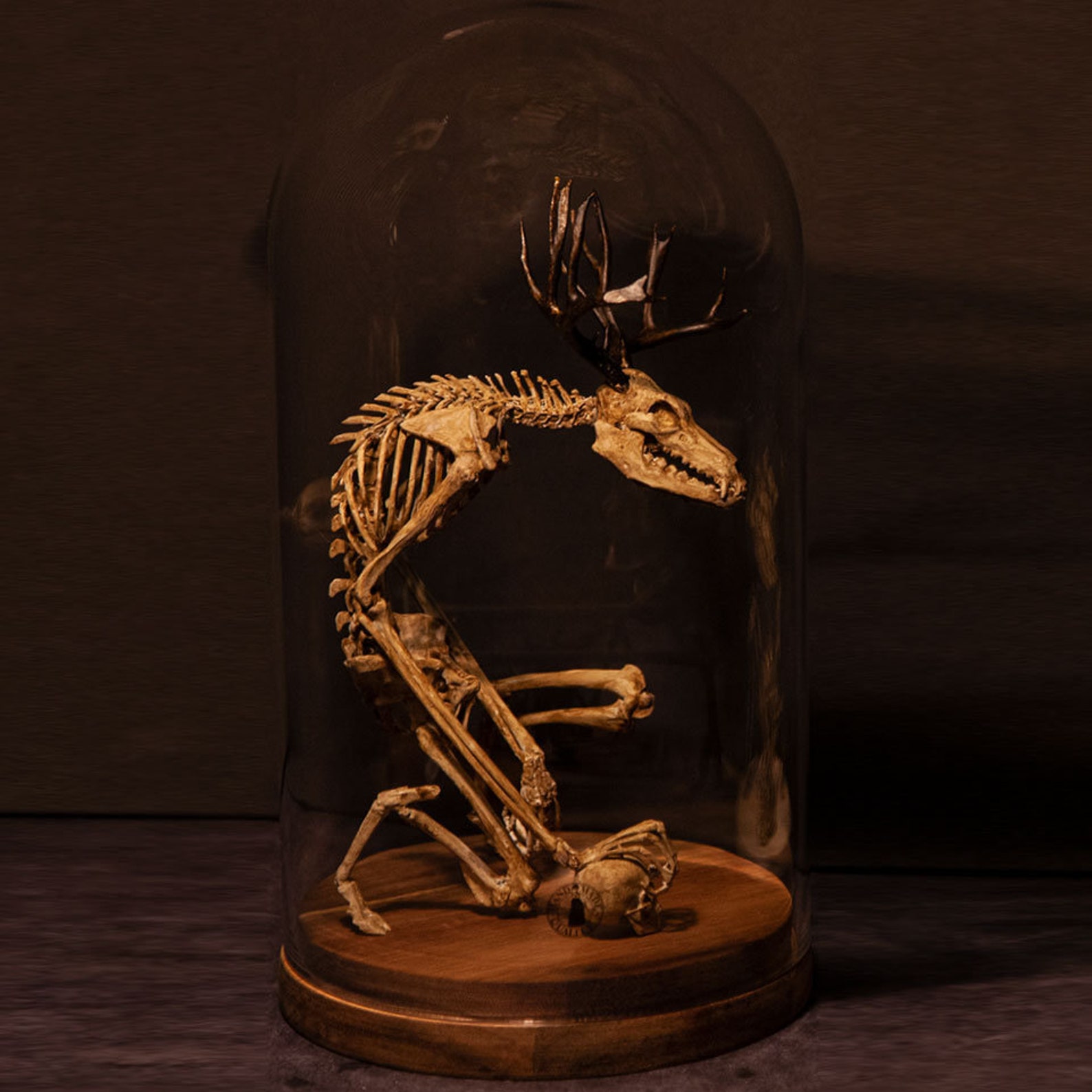 👍Last Day Promotion 60% OFF💥WENDIGO SKELETON CURIOSITY CABINET