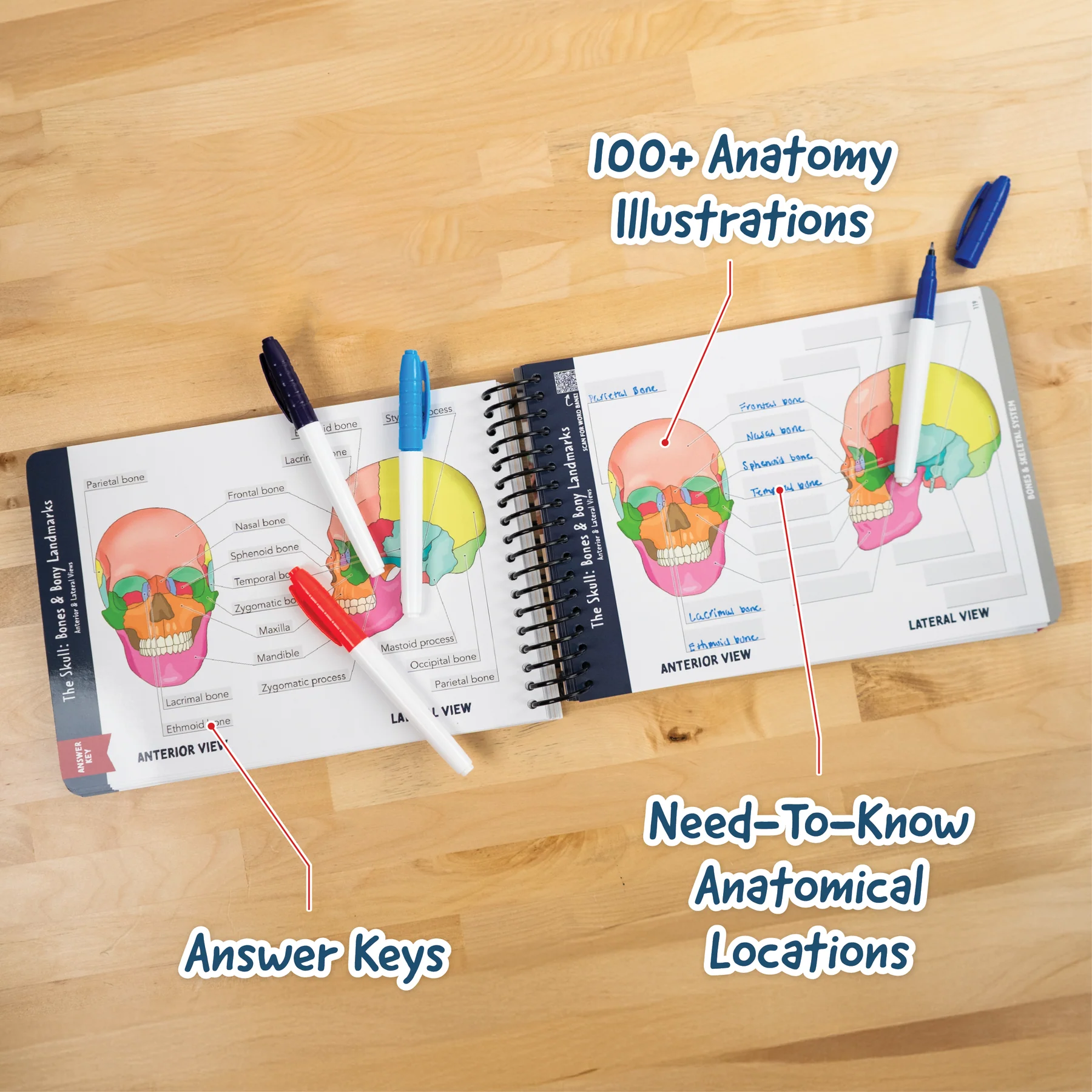 ✨Last Day 50% OFF✨Anatomy Label Lab Workbook