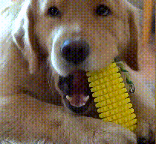 (🔥💥Last Day Promotions-50% OFF)--Chew Corn Stick Toy for Small Meduium Large Breed❤️❤️Buy 2 Get 10% OFF & Free Shipping