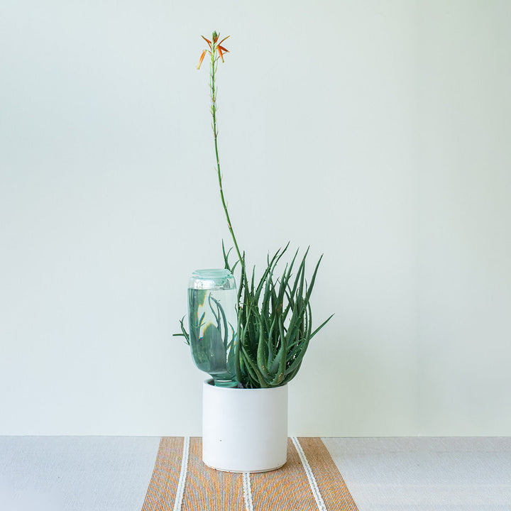 💖Last Day 50% OFF💖Self-Watering Plant Care Kit