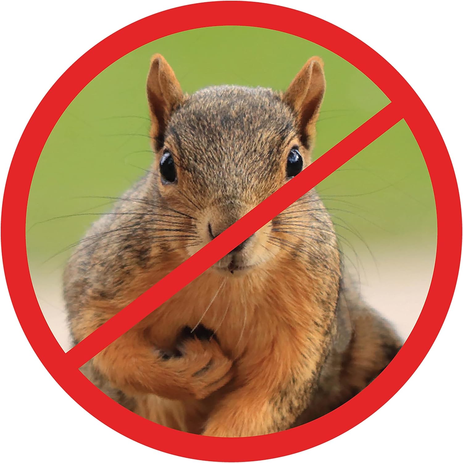 ✨2024 NEW✨Squirrel-Proof Bird Feeder Accessory that Guards Bird Seed