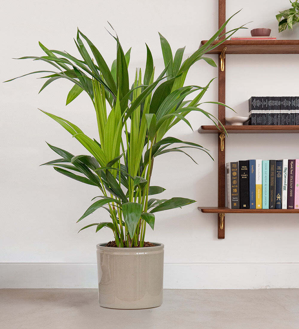 Kentia Palm & Pot