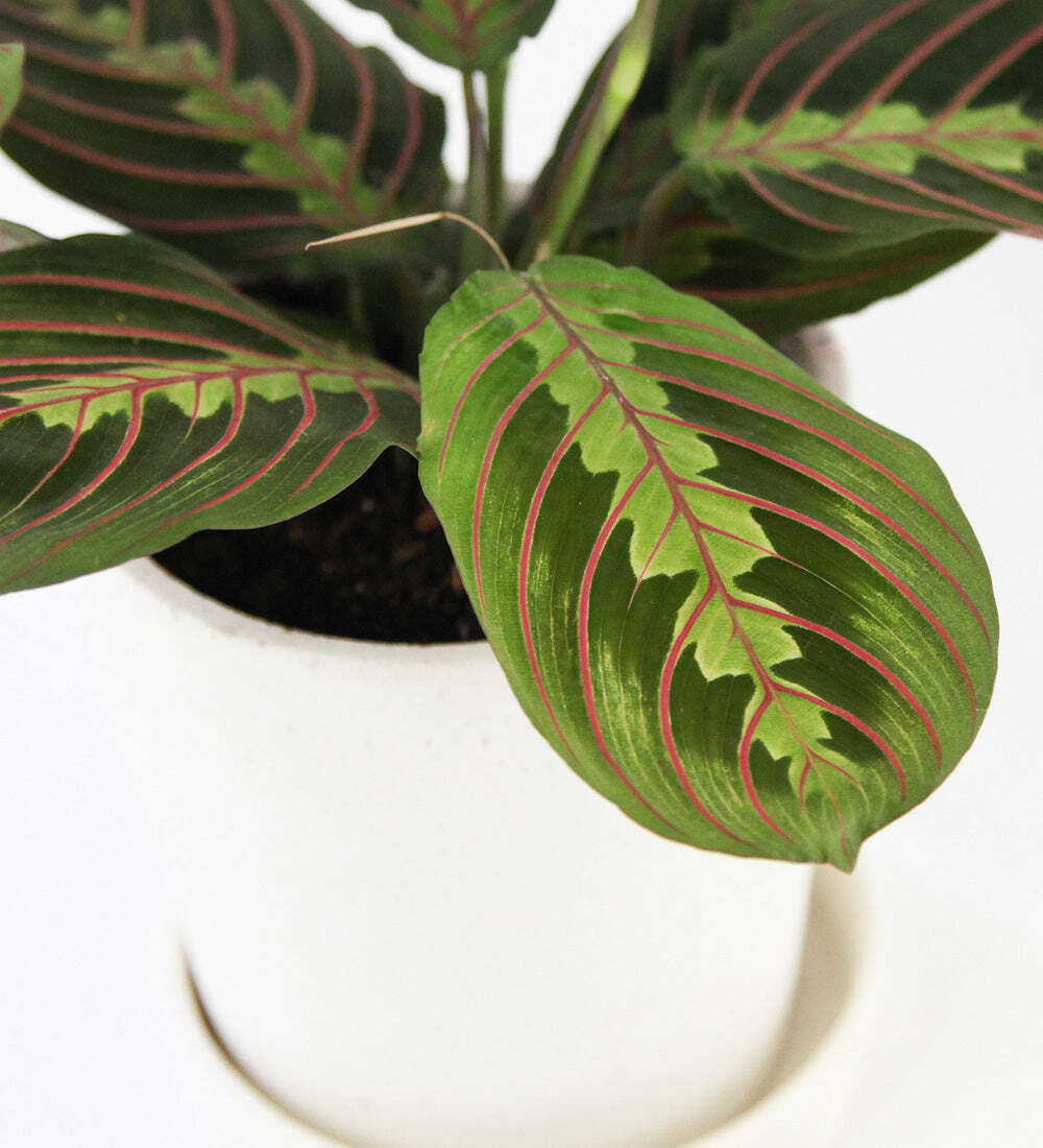 Prayer Plant & Pot