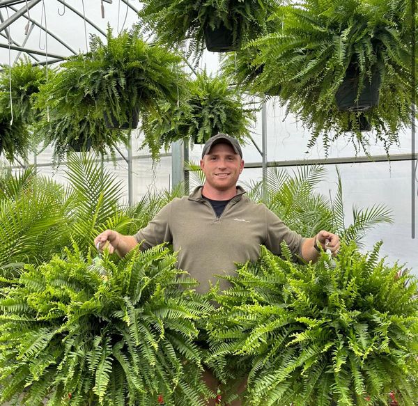 🔥 $9.98 On Sale Only Today 🌱 UV-Resistant Lifelike Artificial Boston Fern