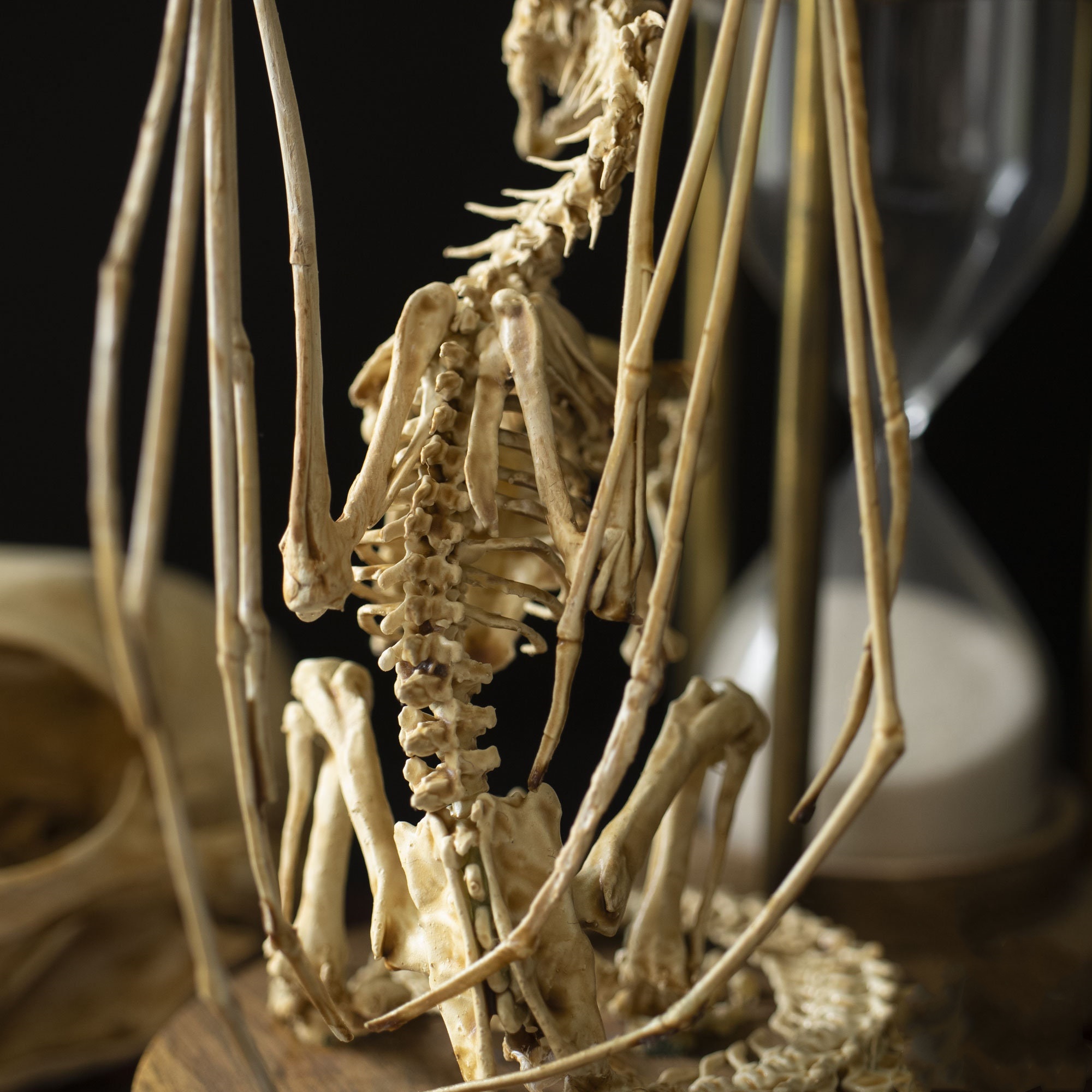 👍Last Day Promotion 60% OFF💥WENDIGO SKELETON CURIOSITY CABINET