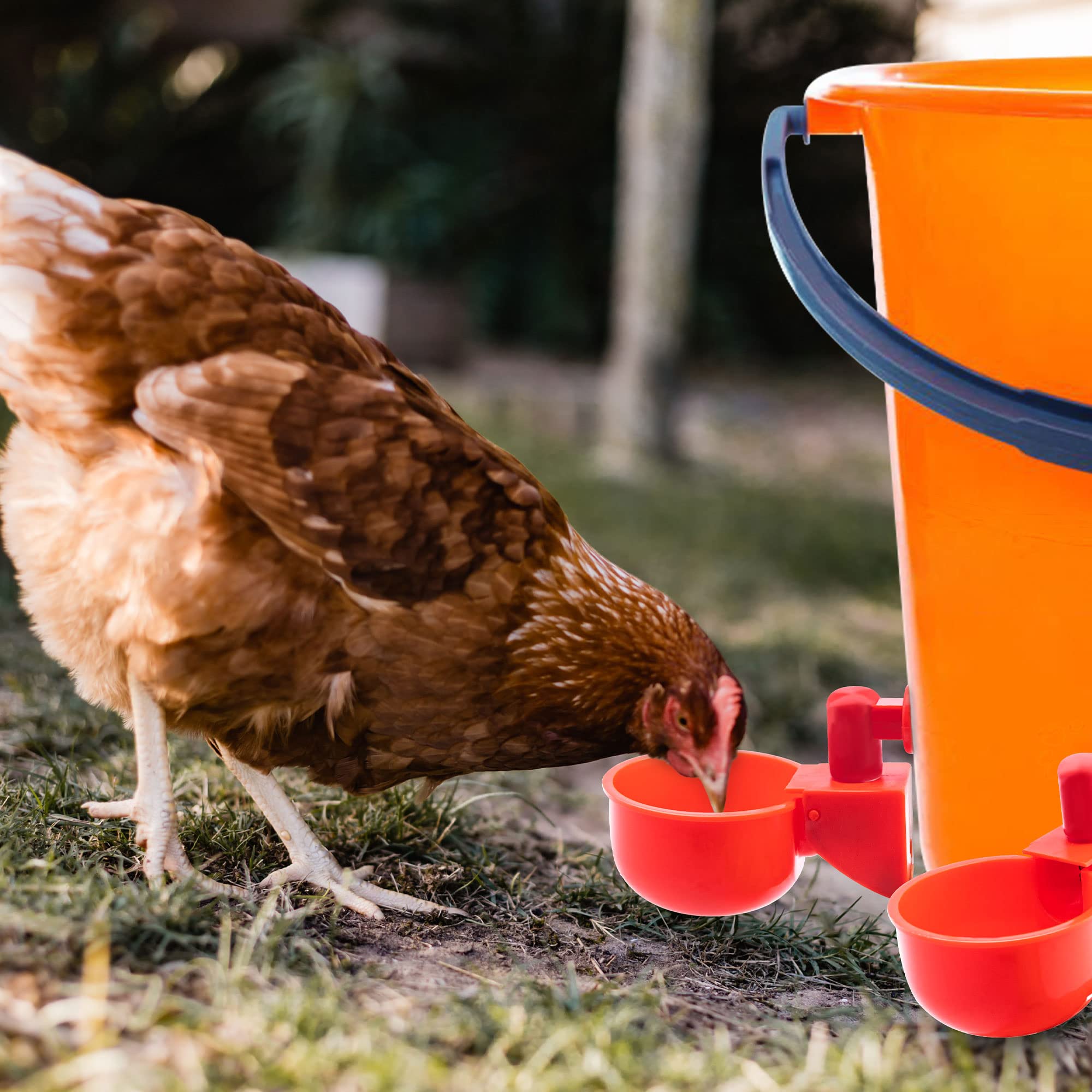 (🔥Last Day Promotion-SAVE 65% OFF)🔥Automatic Chicken Water Cup Waterer Kit -BUY 10 GET 10 FREE & FREE SHIPPING