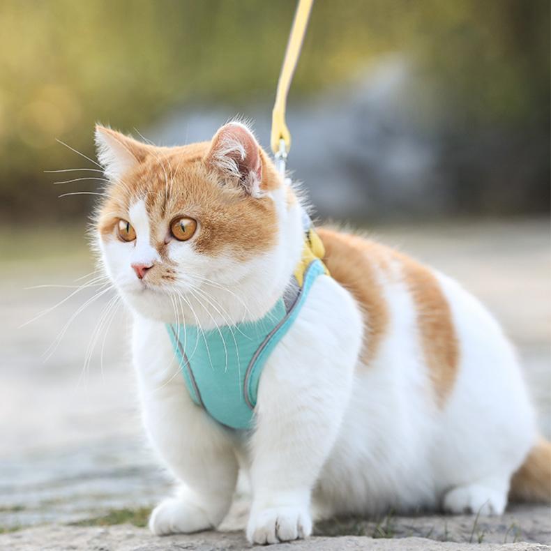 🔥Last Day Promotion-[SAVE 50% OFF]--Luminous Cat Vest Harness and Leash Set--BUY 2 GET 10% OFF & FREE SHIPPING