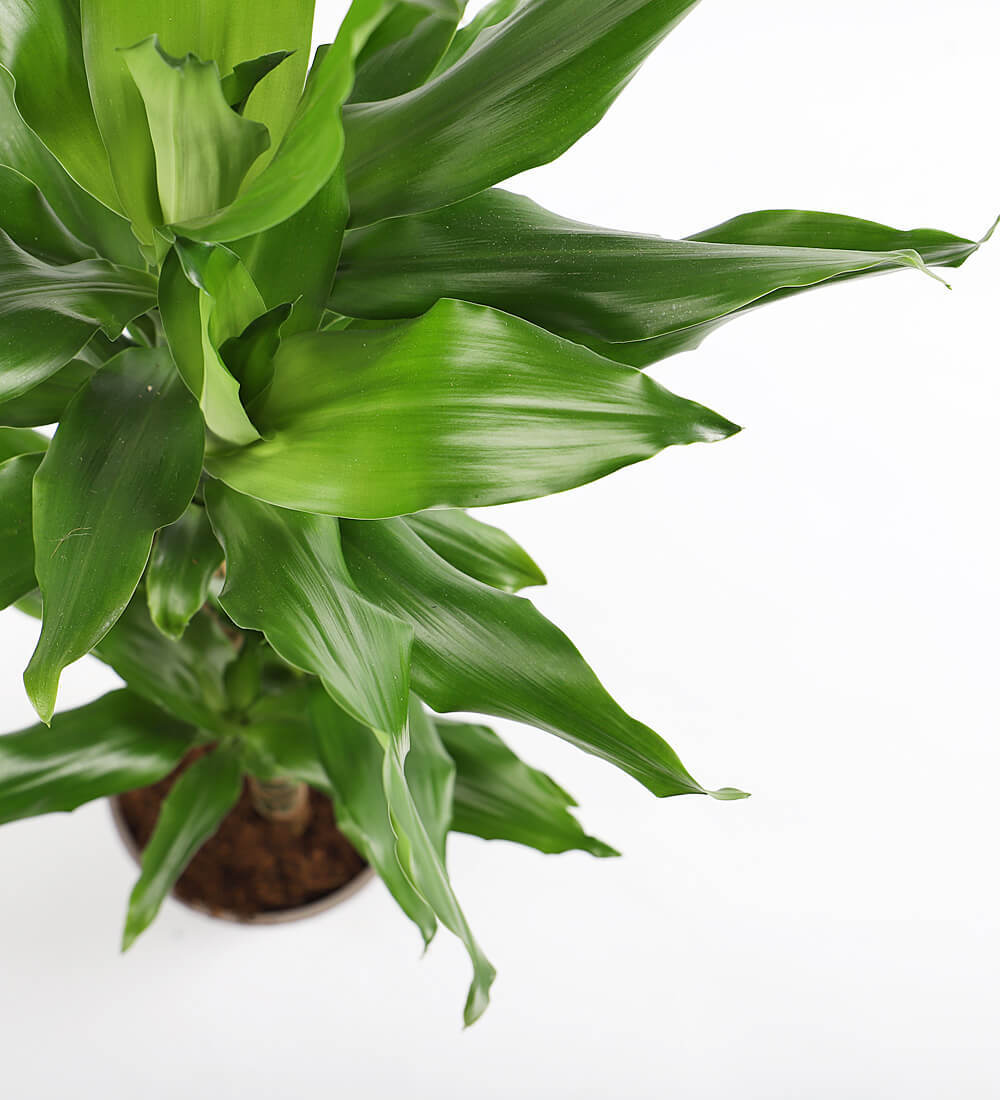 Tall Dracaena Fragrans Steudneri