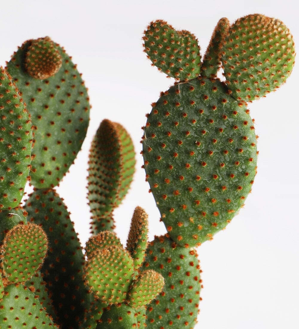 Bunny Ear Cactus & Pot
