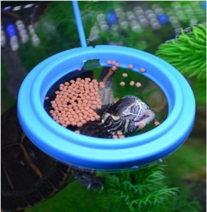 Fish Tank Ring Feeder Feeding Station