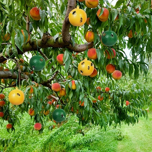 🔥Last Day Promotion - 50% OFF🔥Hanging Environmental Fruit Fly Traps Sticky Traps-BUY 5 GET 3 FREE