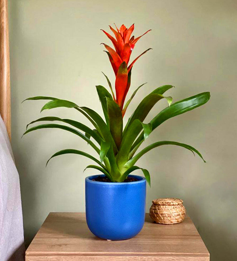 Bromelia Guzmania and Pot