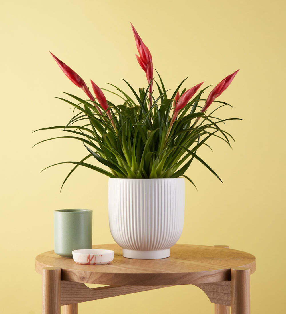 Vriesea Astrid & Pot