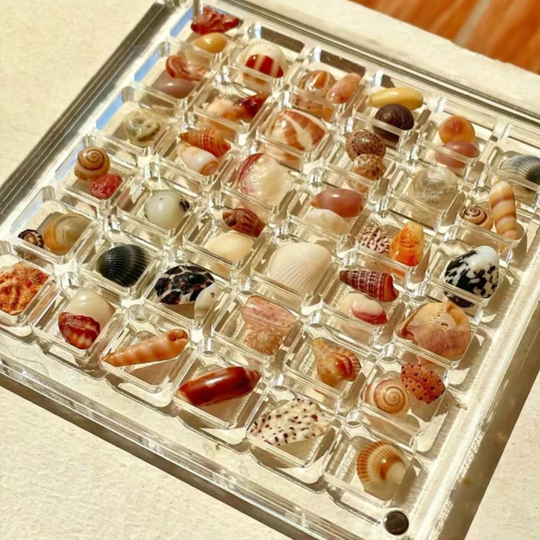 🔥Last Day Low Price in History🔥Magnetic Seashell Display Box