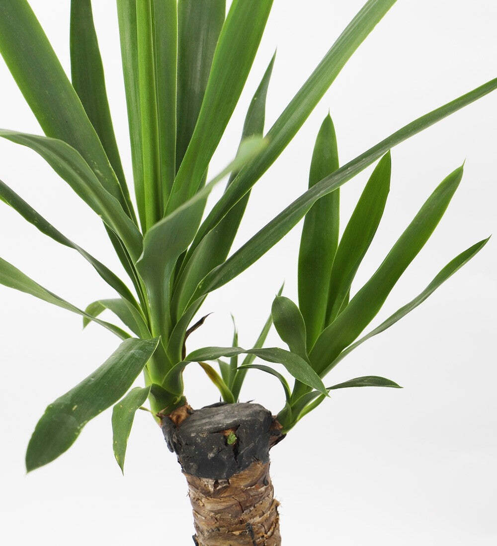 Tall Yucca Plant