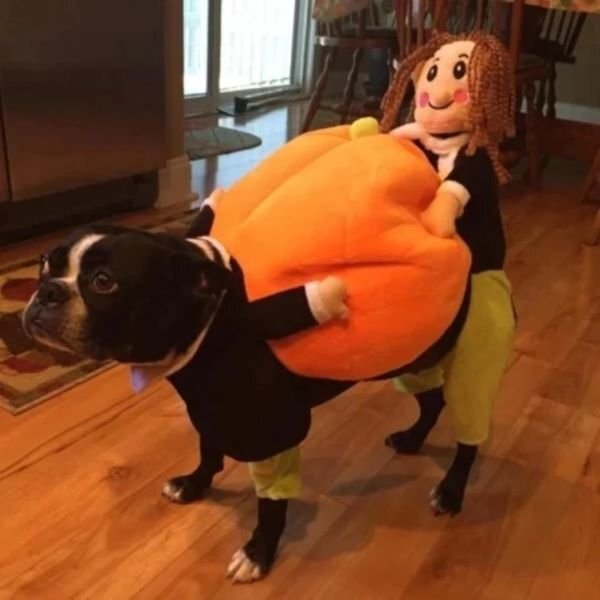 (🎃Early-Halloween Hot Sale-48%OFF) Pet Dog Pumpkin Halloween Costume