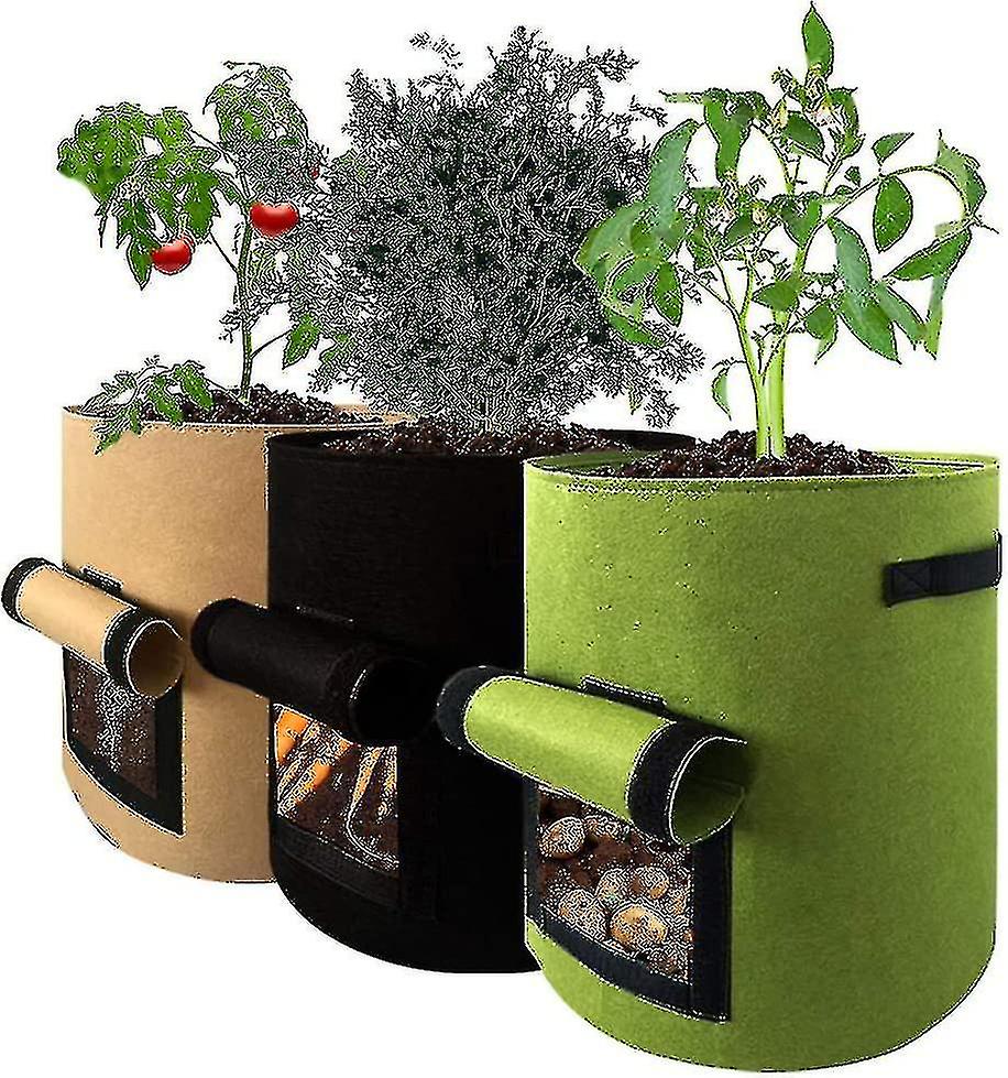 Potato Sack Plant