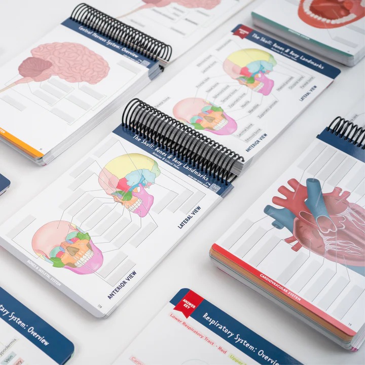 ✨Last Day 50% OFF✨Anatomy Label Lab Workbook