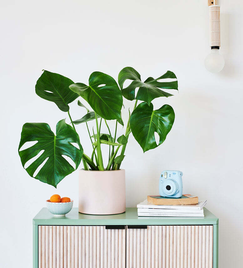 Swiss Cheese Plant & Pot