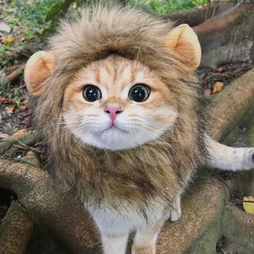 2024  King Cat Costume🔥(Last Day to Sell)