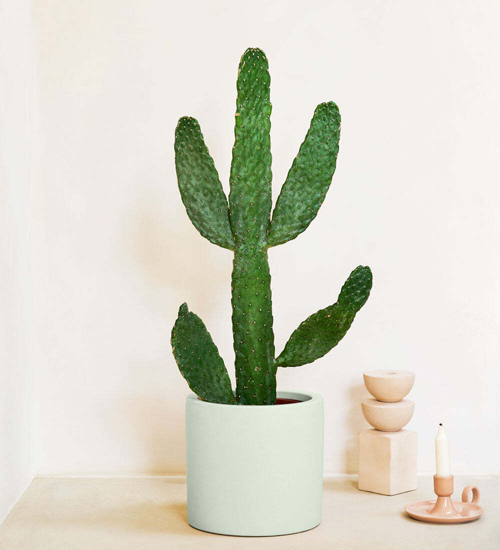 Cowboy Cactus & Pot