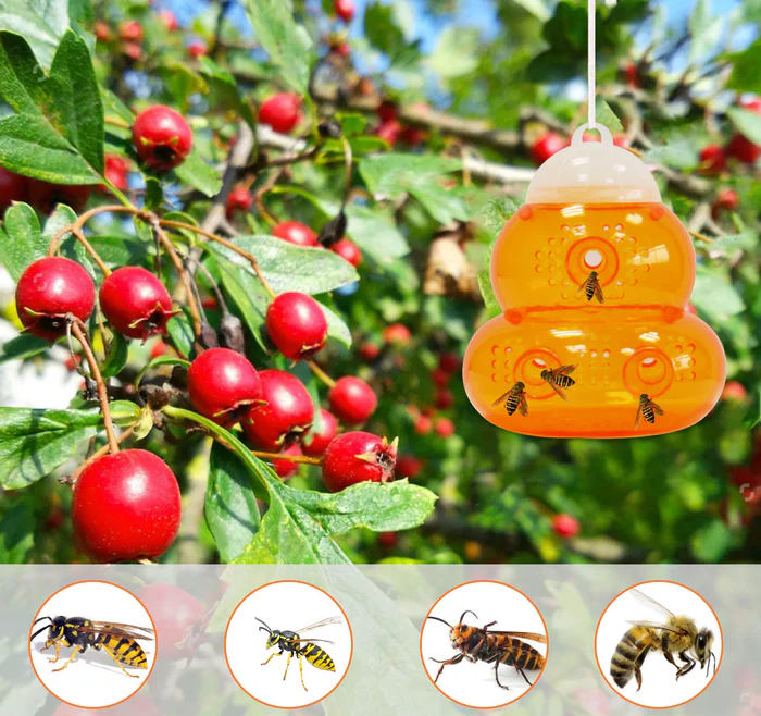 EFFECTIVE WASP TRAPS