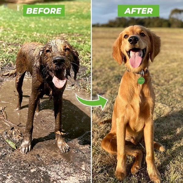 The Pup Jet 2.0