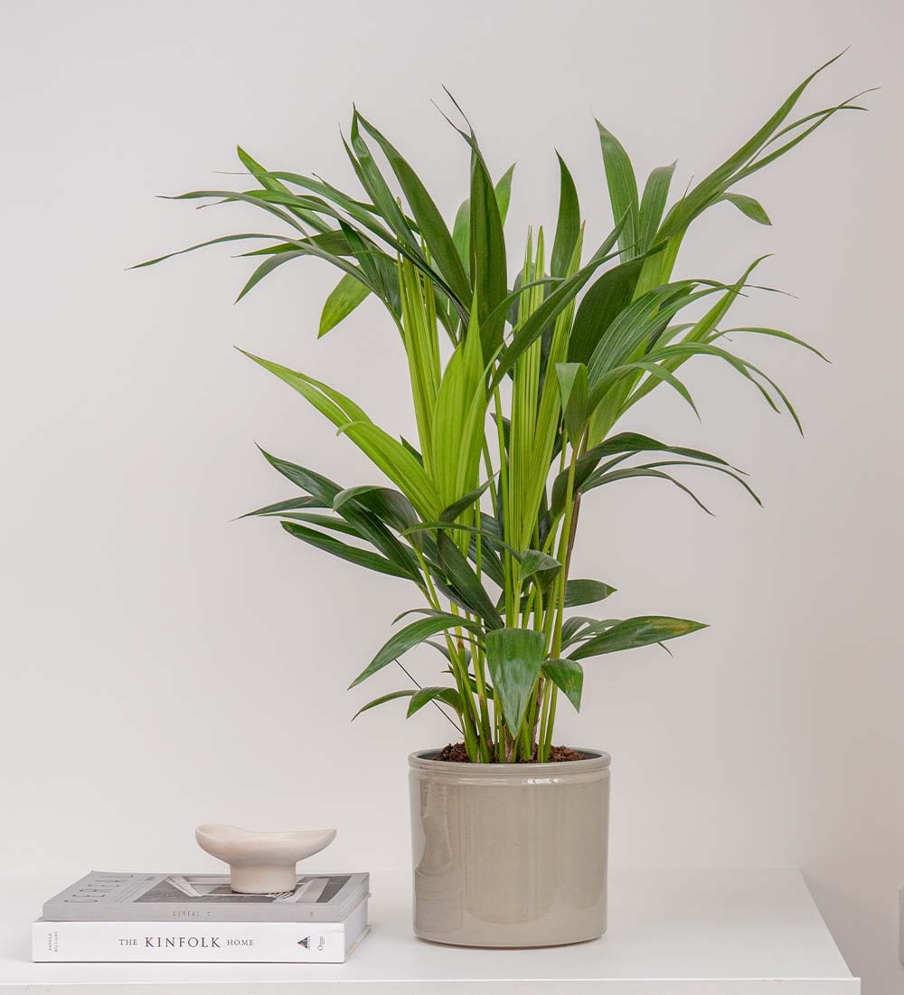 Kentia Palm & Pot