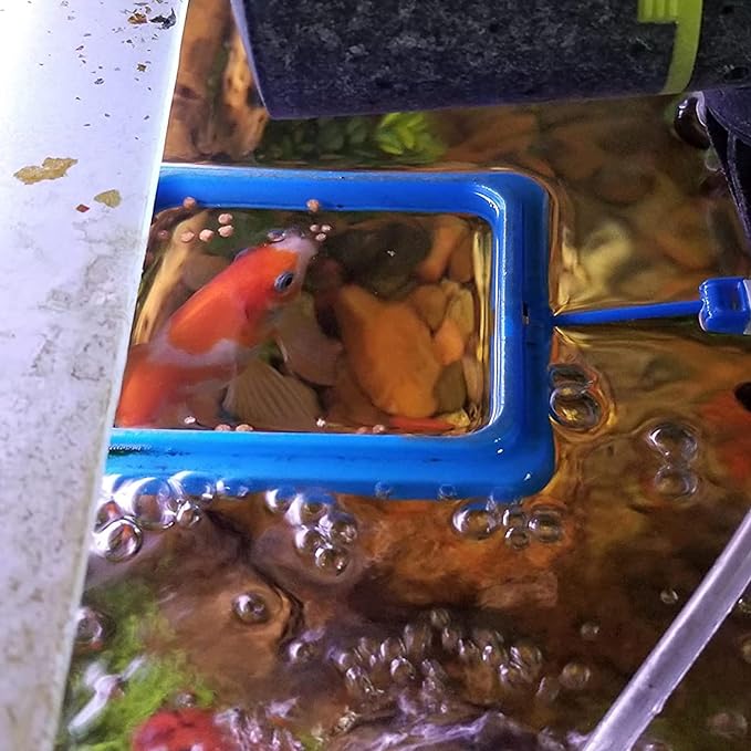 Fish Tank Ring Feeder Feeding Station