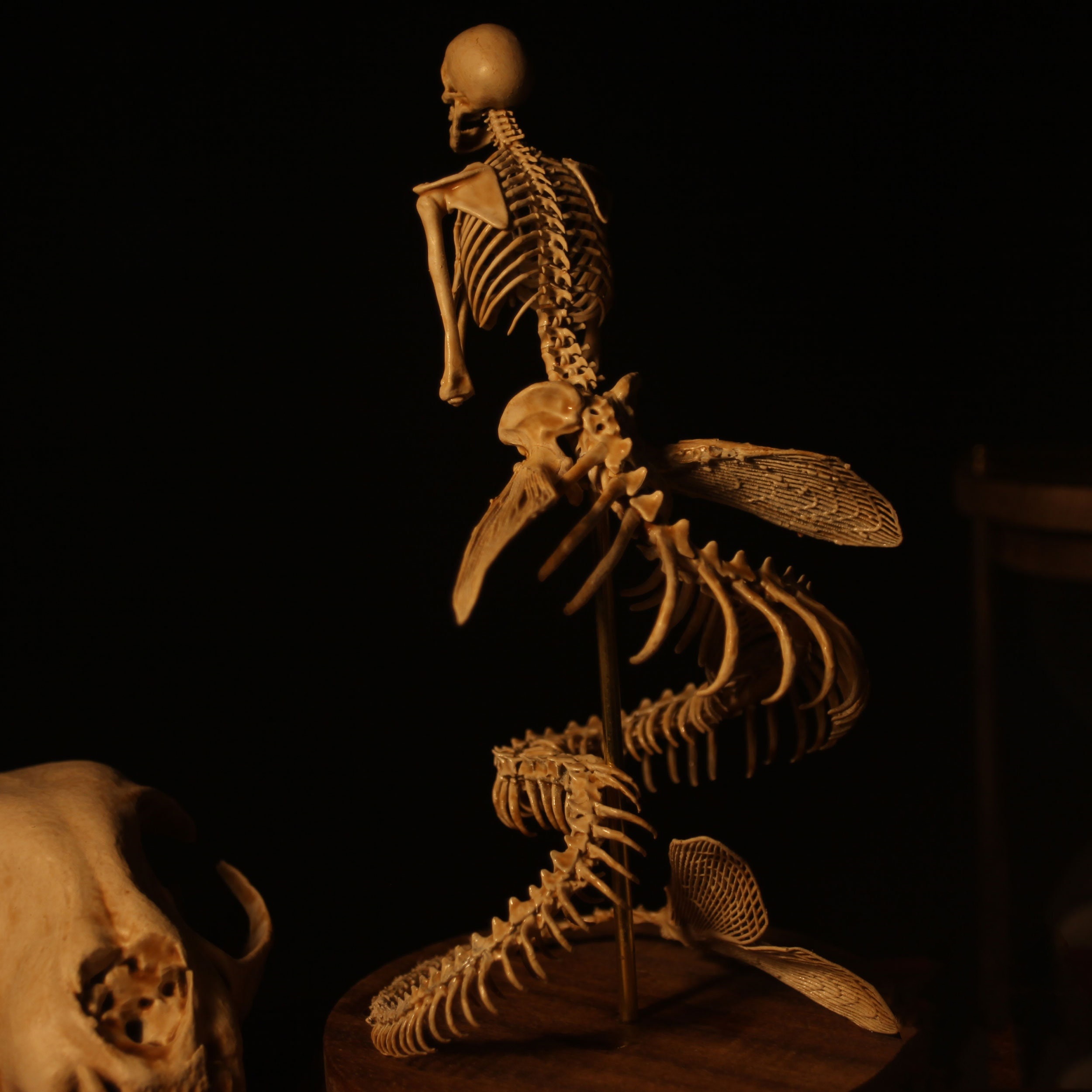 👍Last Day Promotion 60% OFF💥WENDIGO SKELETON CURIOSITY CABINET