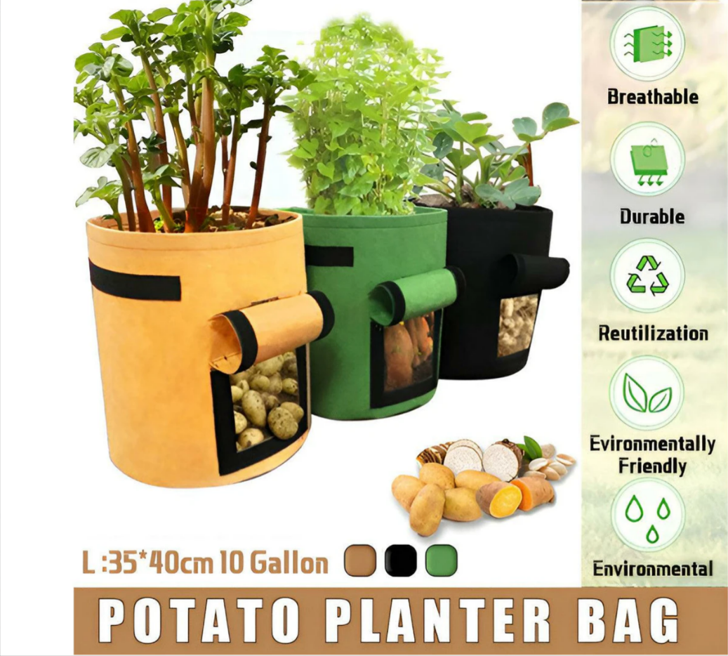 Potato Sack Plant