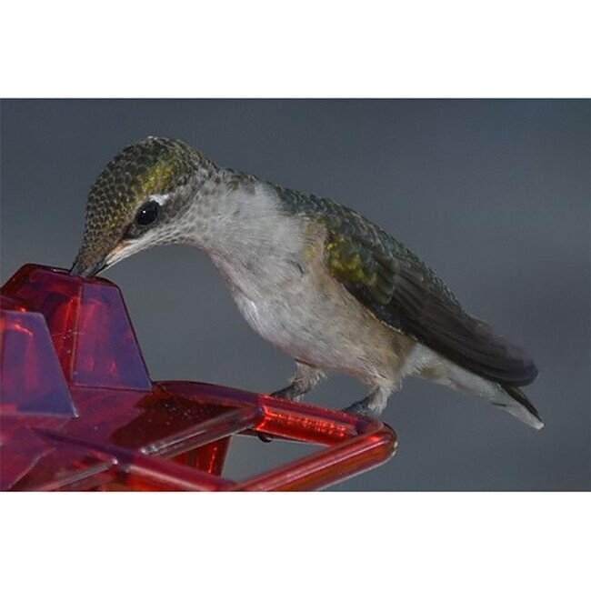 👍Last Day Promotion 50% OFF💥Mary's Hummingbird Feeder With Perch And Built-in Ant Moat-BUY 2 FREE SHIPPING