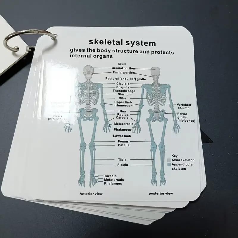 ✨Flash Sale✨Human Body System Anatomy Card,1 Set Medical & Nursing Learning Guide with Rings