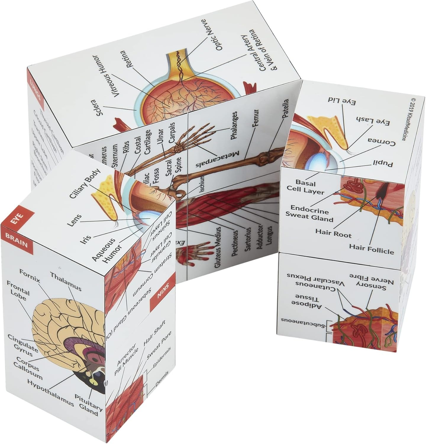 ✨Last Day 50% OFF✨Human Anatomy Study Cube | Study 9 Parts of The Human Body