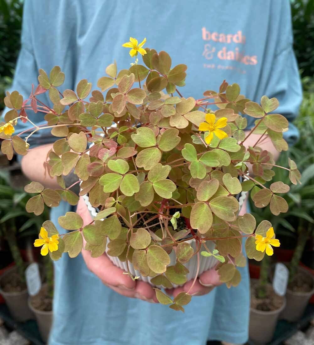 Oxalis Velvet Sunset