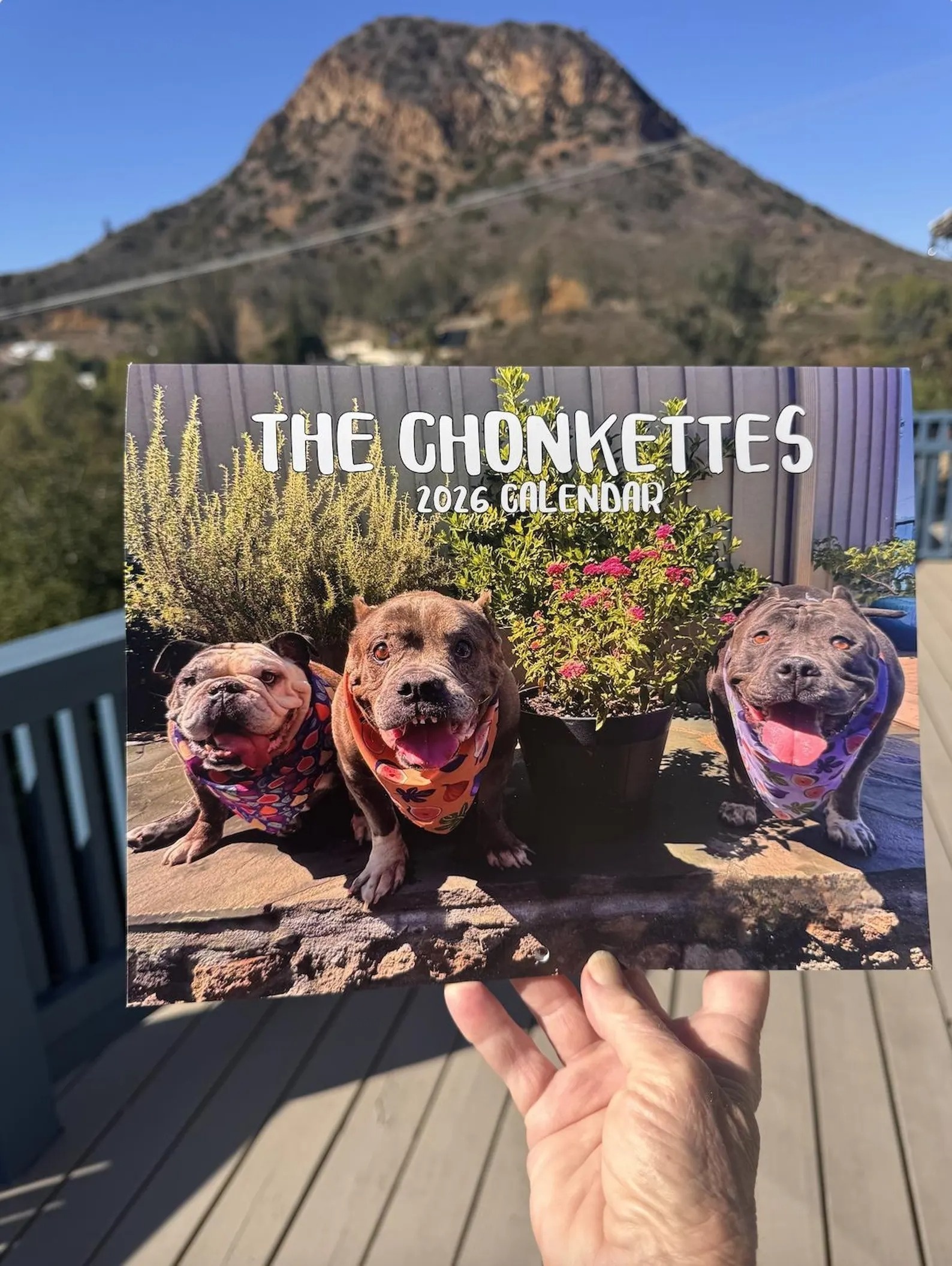 Chonkettes 2026 Calendar🐾🎄