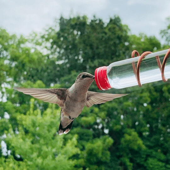 Modern 3 Station Window Hummingbird Feeder
