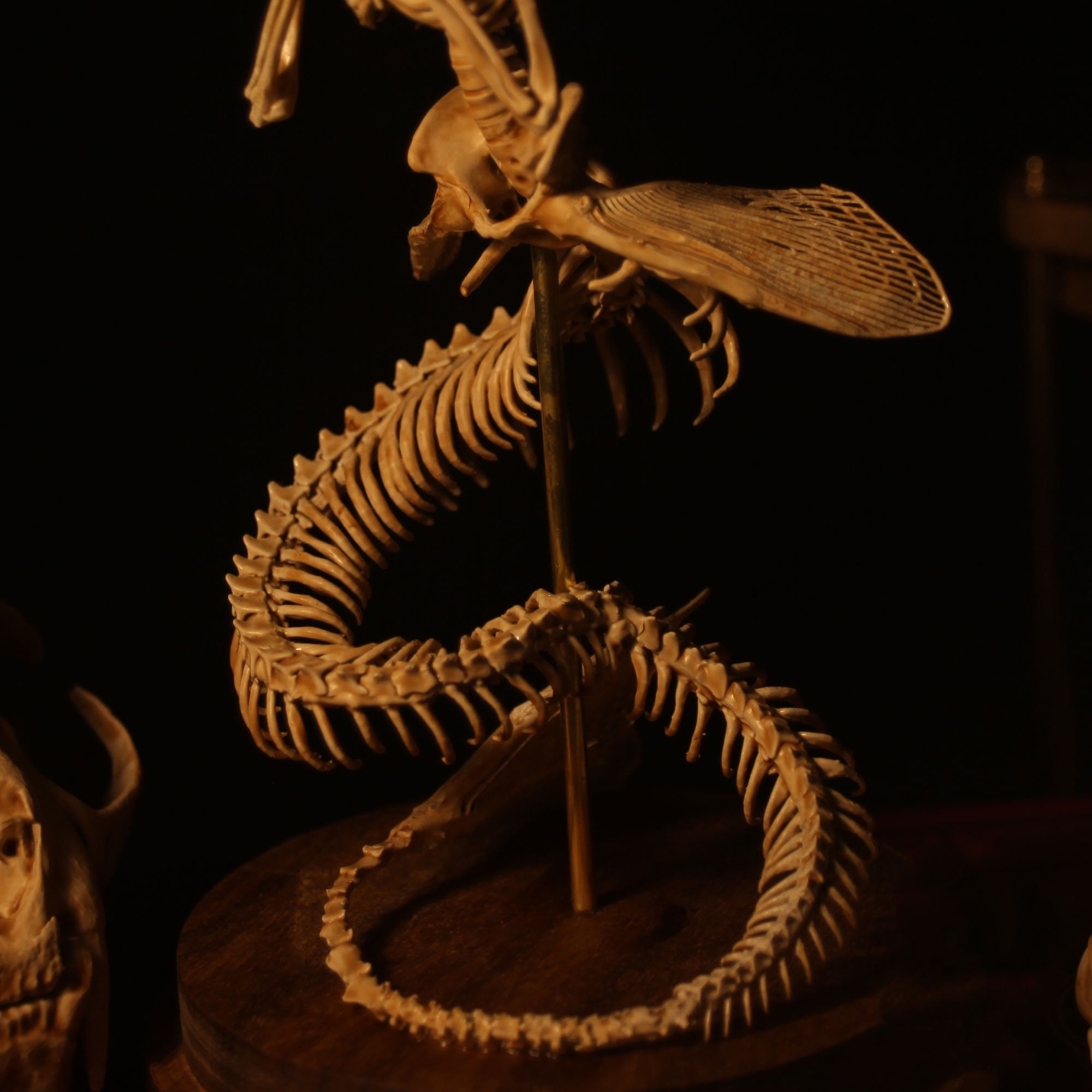 👍Last Day Promotion 60% OFF💥WENDIGO SKELETON CURIOSITY CABINET