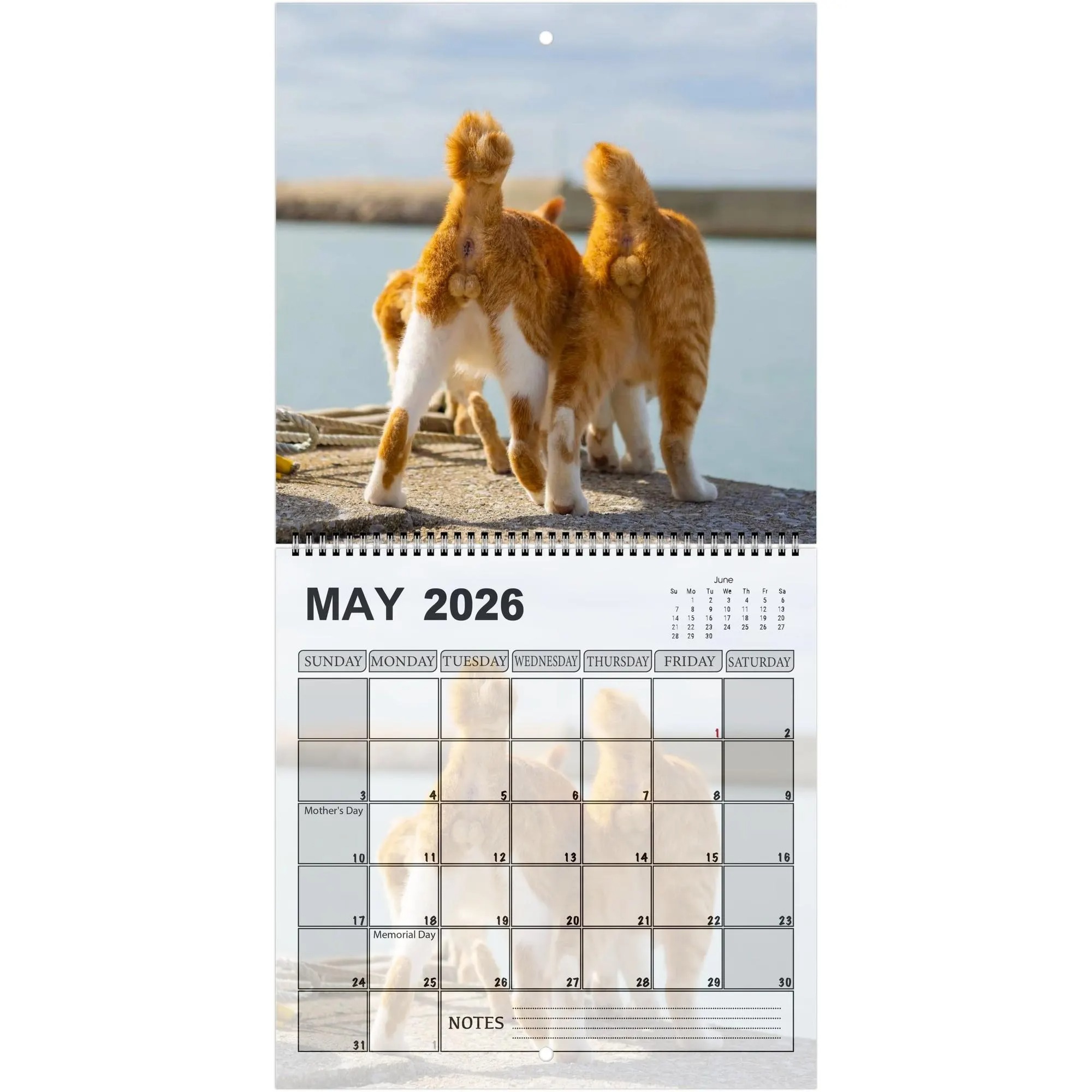 Cats' Buttholes 2026 Calendar: Funny Gag Gift for Cat Lovers