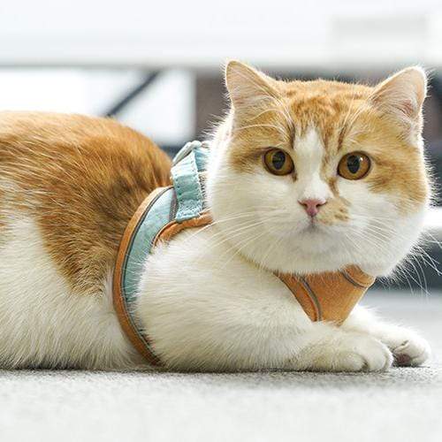 🔥Last Day Promotion-[SAVE 50% OFF]--Luminous Cat Vest Harness and Leash Set--BUY 2 GET 10% OFF & FREE SHIPPING