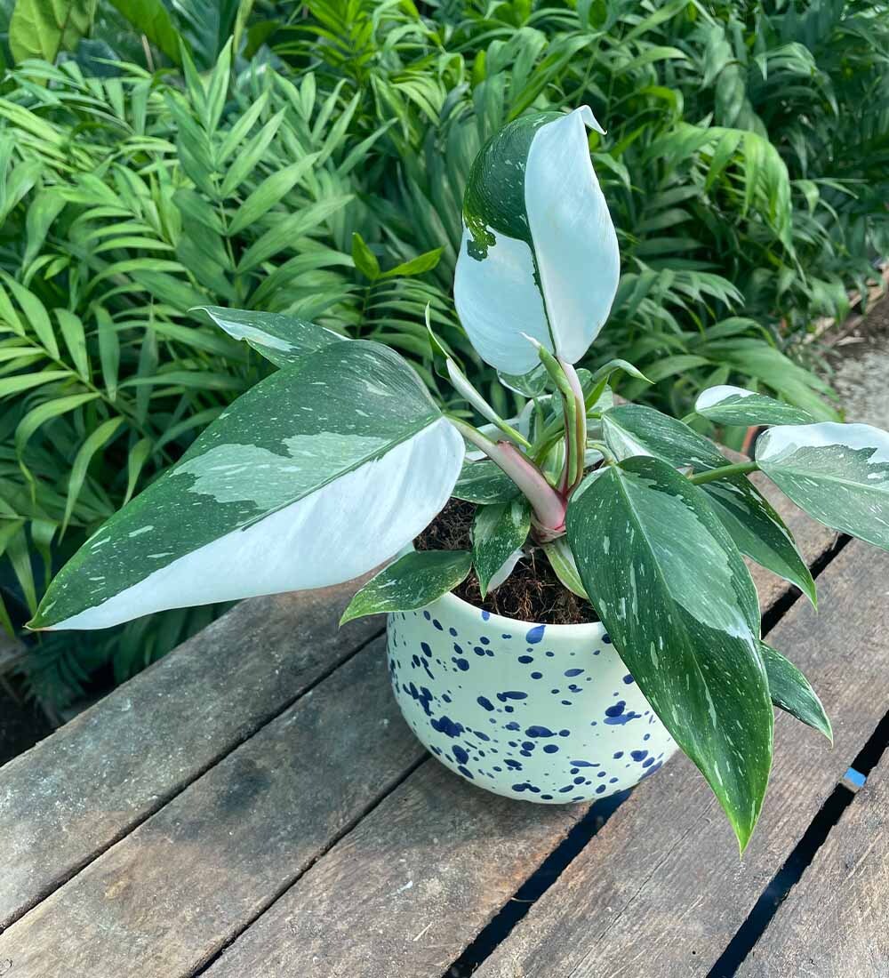 Philodendron White Princess