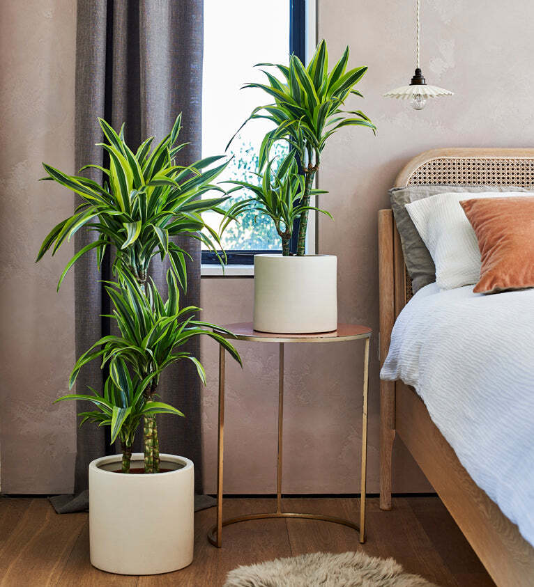 Tall Plant Bundle