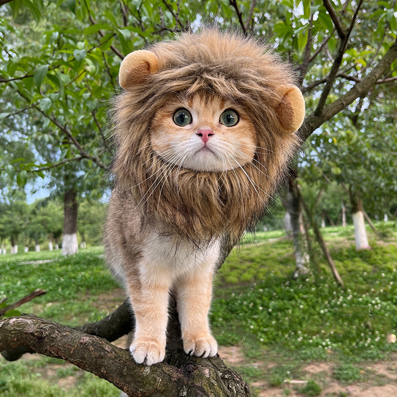 2024  King Cat Costume🔥(Last Day to Sell)