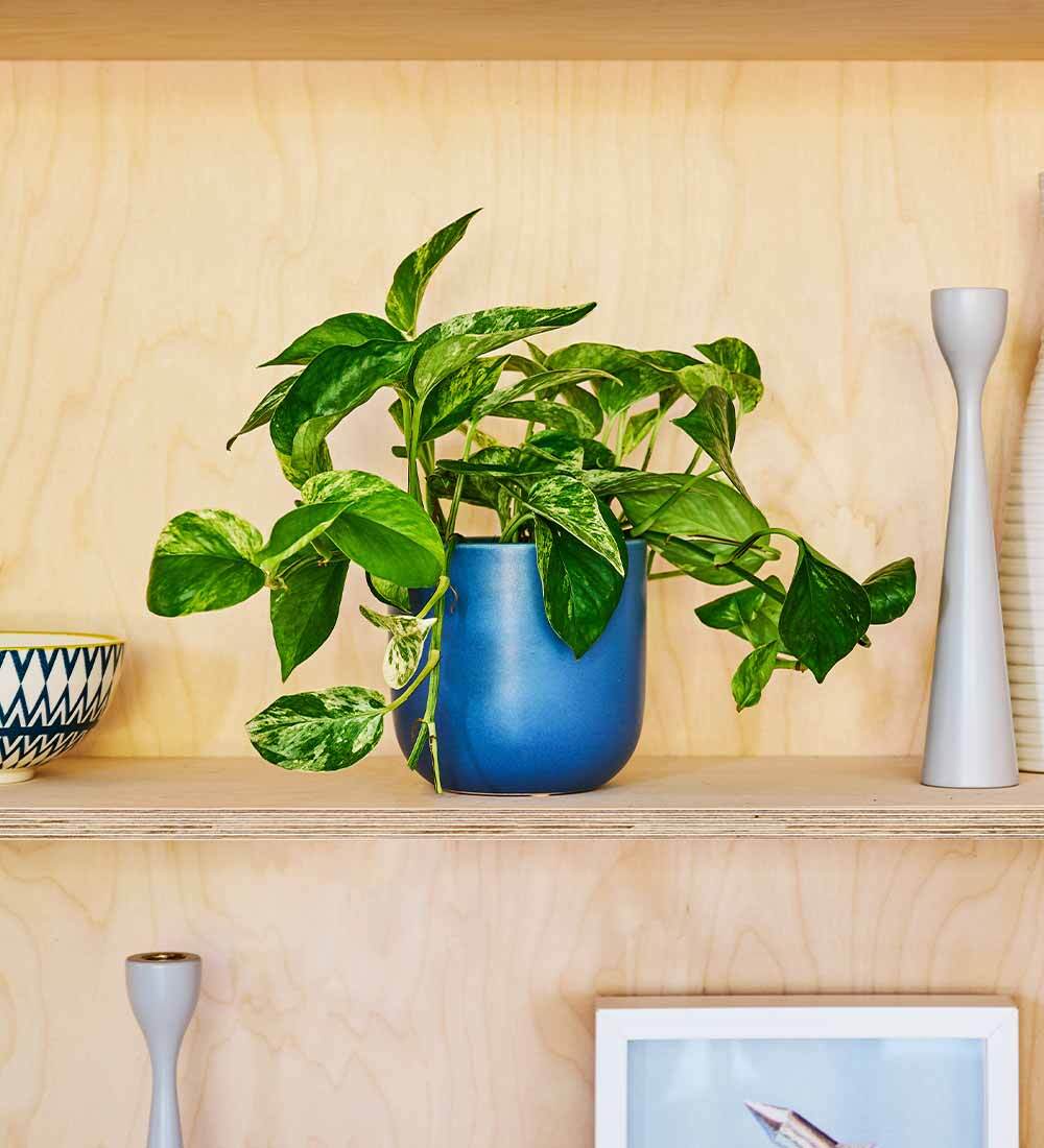 Marble Queen Pothos