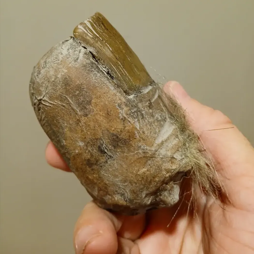Bigfoot Toe Sasquatch