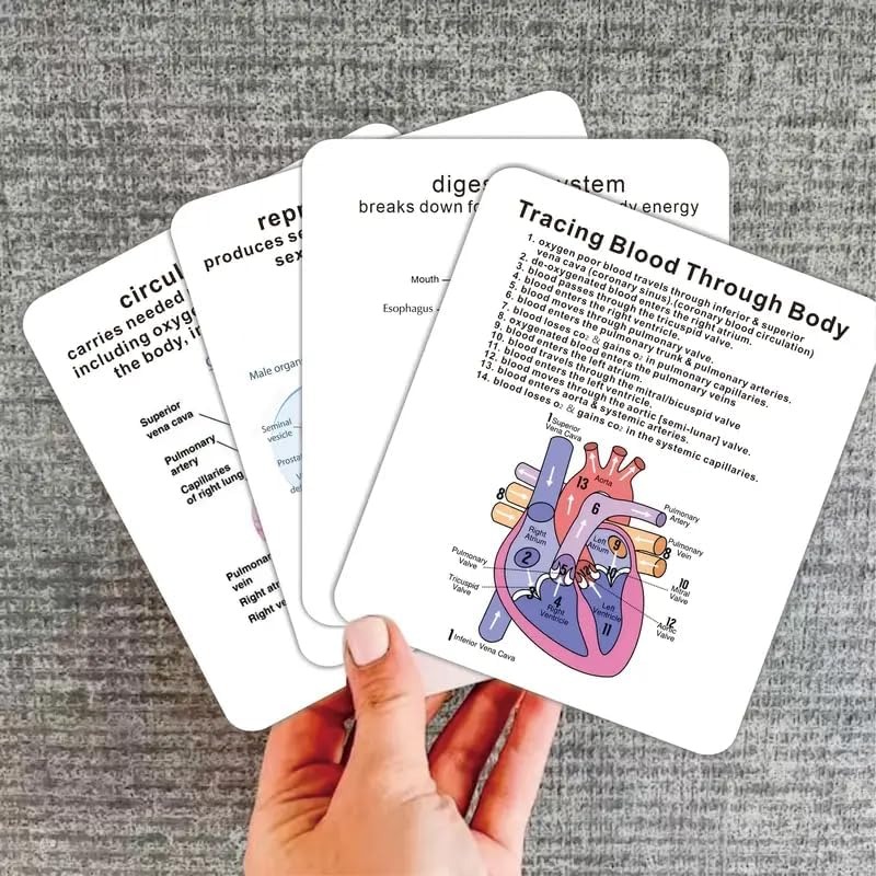✨Flash Sale✨Human Body System Anatomy Card,1 Set Medical & Nursing Learning Guide with Rings