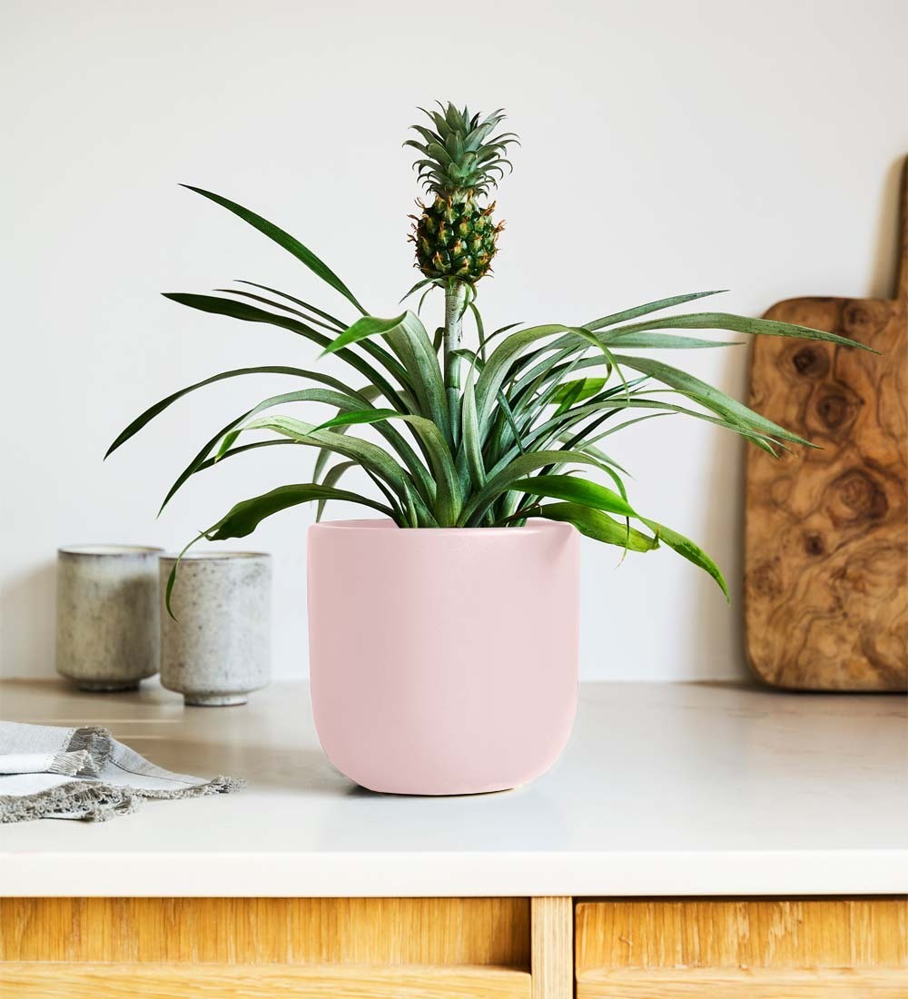 Pineapple Plant & Pot