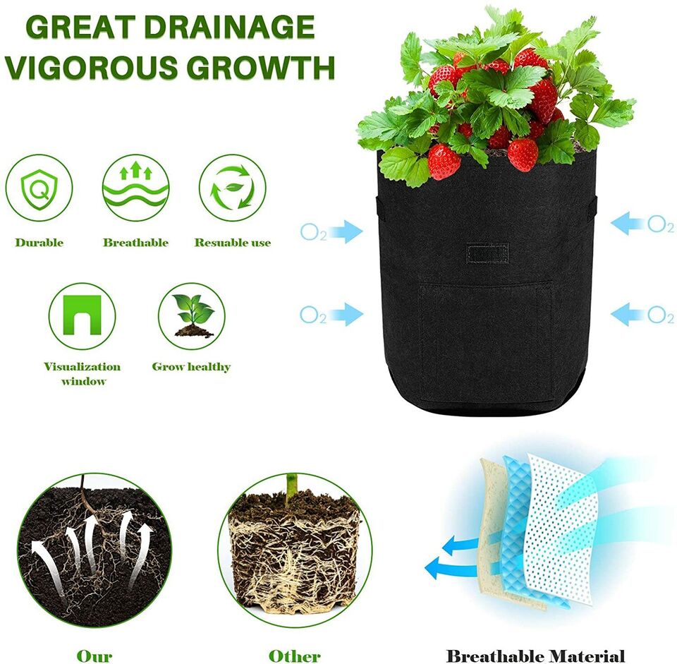 Potato Sack Plant