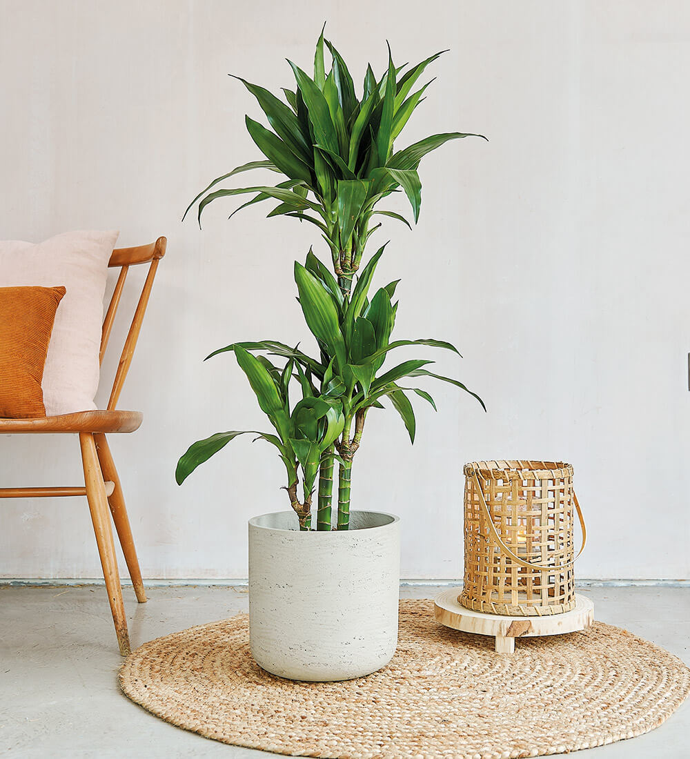 Tall Dracaena Fragrans Steudneri